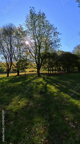 A green forest with sunrays shining through the treetops in spring.