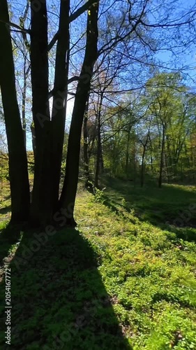 A green forest with sunrays shining through the treetops in spring.