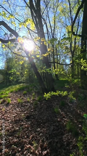 A green forest with sunrays shining through the treetops in spring.