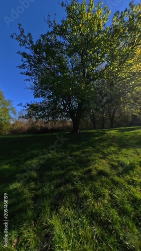 Sunlight shining through a tree in a park