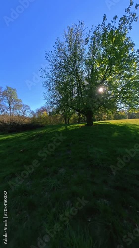 Sunlight shining through a tree in a park
