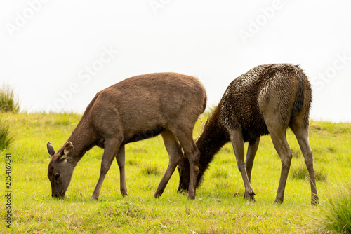 Canvas Print Two Sambar Deer Grazing Together in a Green Mountain Meadow