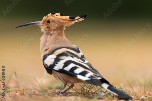 Side View Of An Eurasian Hoopoe  
