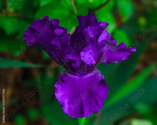 purple iris flower