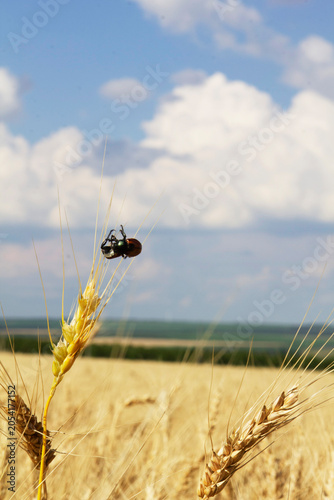 Bilde på lerret Grain Beetles on Wheat Ear in Golden Field Under Dramatic Sky, Moldova