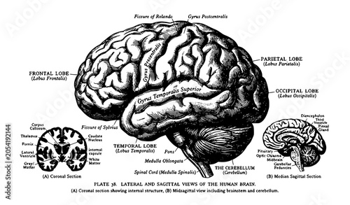 Foto Human brain vintage medical illustration inspired by 1911 anatomy book
