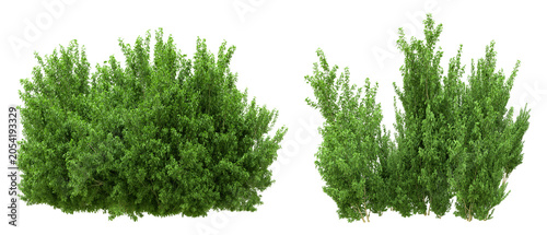 Green Shrubs and Bushes Isolated on png Background