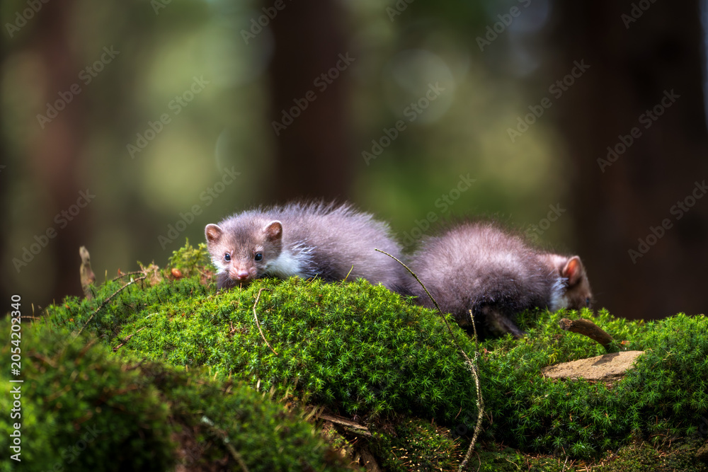 Ταπετσαρία Two young beech martens playing on a vibrant green mossy rock in a sunny forest, curious wild animals in nature