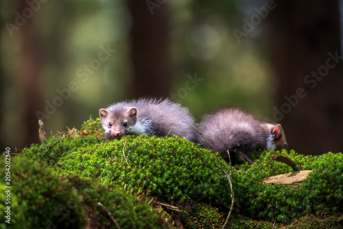 Canvas Print Two young beech martens playing on a vibrant green mossy rock in a sunny forest, curious wild animals in nature