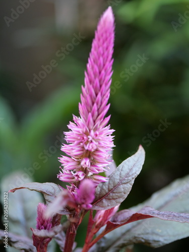 This plant is a Celosia argentea, commonly known as plumed cockscomb or feather celosia.