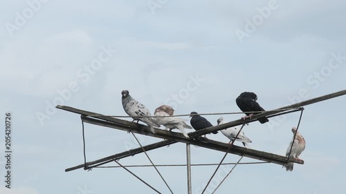Static shot of a pigeon flock perched on a high frame, showcasing a popular bird breeding hobby in real-time.
