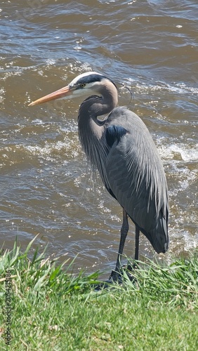 Close up of a great blue heron standing on the river shore