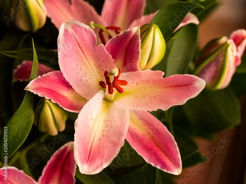 Detalle de una flor de lirio oriental 