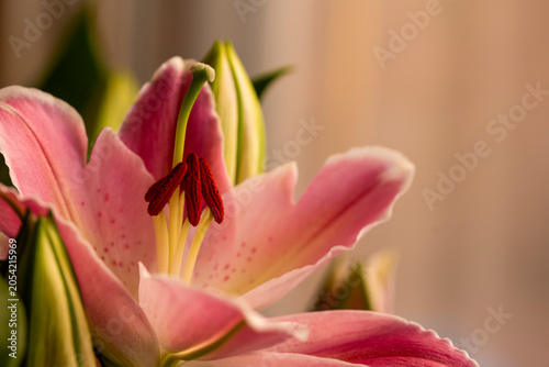 Detalle de una flor de lirio oriental 