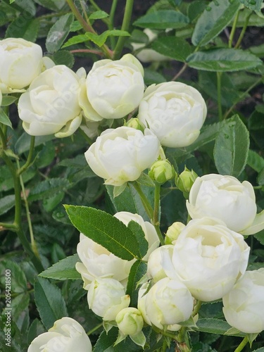 bouquet of white roses