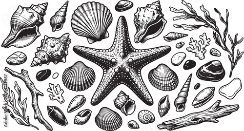 Seashell Starfish Coastal Clipart