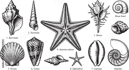 Seashell Starfish Coastal Clipart