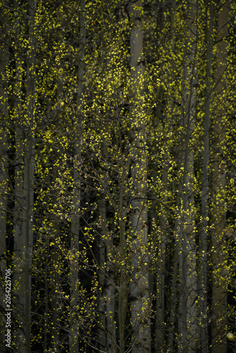 The Forest Awakens