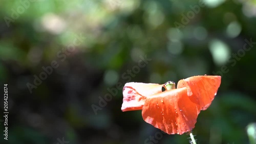 4K Red Poppy Flower with Raindrops. Ultra HD 4K close-up video of a delicate red poppy flower covered with raindrops against a soft green bokeh background.