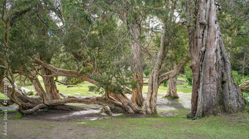 Fototapeta premium Scenic view of The Victoria Park, a public botanical garden located in Nuwara Eliya, Sri Lanka. The park was formally named in 1897 to commemorate Queen Victoria. 