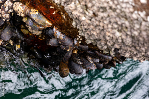 Foto A beautiful mussels and barnacles growing on a rusty metal harbor dock pole in the fjord