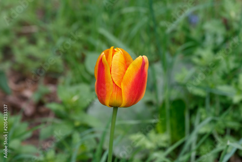 Yellow and red tulip in the garden