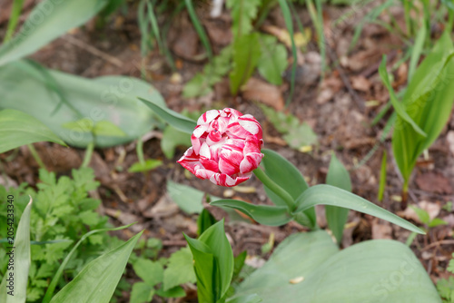 Colorful peony-colored tulip flower