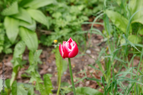 Colorful tulip in the garden
