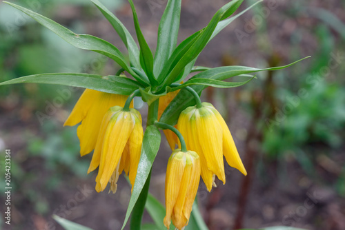 Close-up of the original yellow flower
