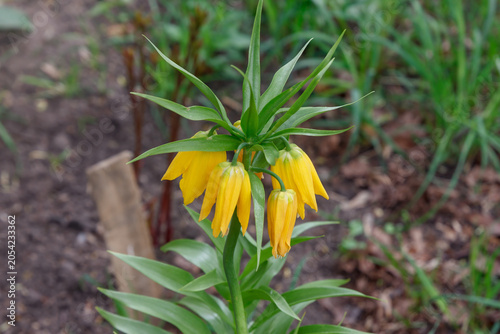 Colorful yellow original flower