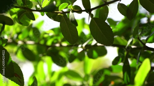 4K Sunlit Green Leaves Swaying in Breeze. Natural Background Nature Video. Ultra HD 4K video of fresh green leaves illuminated by warm sunlight and gently moving in a light breeze.