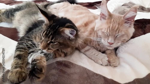 Cute sweet Maine Coon kittens - red and gray - are napping on a blanket