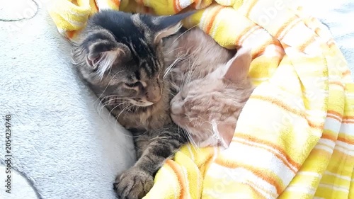 Cute sweet Maine Coon kittens - red and gray - are napping on a blanket