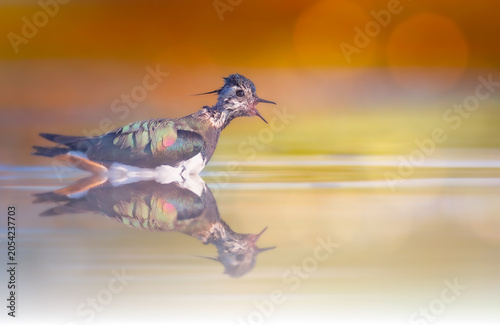 A water bird bathing. Lapbird. Natural background.