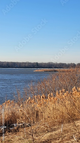 Scenic river bank with golden dry reeds and forest under a clear blue sky
