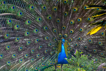 Peacock displaying colorful tail feathers in full courtship display