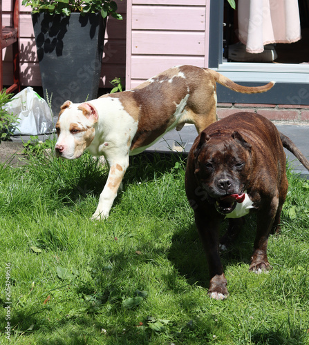 Schilderij op canvas Two dogs playing in the garden on a sunny summer day