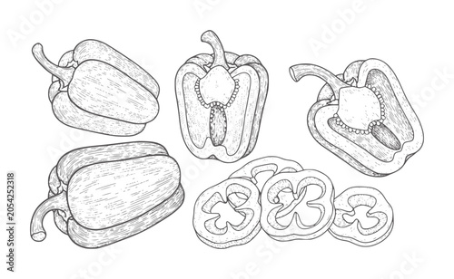 Photos Hand drawn bell peppers whole sliced and halved in vintage style capsicum vegeta