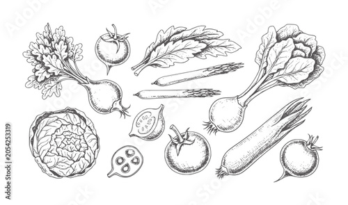 Slika na platnu Hand drawn black and white of various fresh vegetables including cabbage tomato