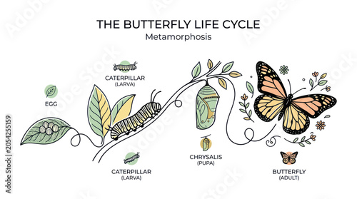 Quadro su tela Butterfly Life Cycle Stages Metamorphosis Process.