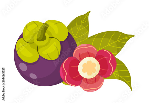 Tropical mangosteen fruit botanical composition. Exotic asian fruit vector clipart featuring whole purple fruit, green leaves, and an open flower cross section for organic food and cosmetics branding.