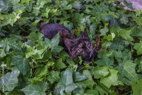 Portrait of a brown and yellow kitten lying in the ivy