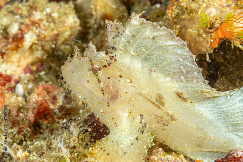Foto Indonesia, Komodo, Leaf Fish, Leaf Scorpionfish, Paperfish (Taenianotus triacant