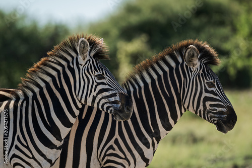 Pair of zebra pause for a moment 