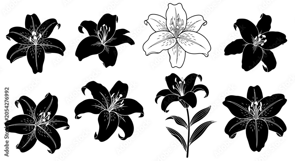Fototapeta premium Black and white lily flower illustrations.