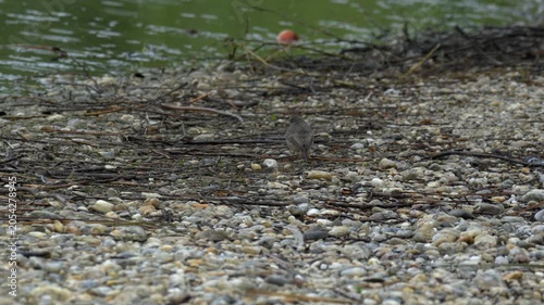 Black Redstart Foraging on a Pebbled Lake Shore - 4K Wildlife Slow Motion Shot
