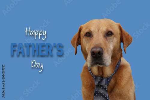 Happy Father's Day card with portrait of a Labrador dog wearing a tie, isolated on a blue background.