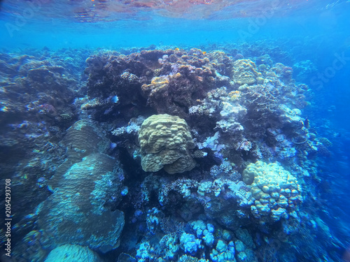 Canvas-taulu Red Sea marine life at Brayka Bay Resort, Egypt, showcasing coral reef biodivers