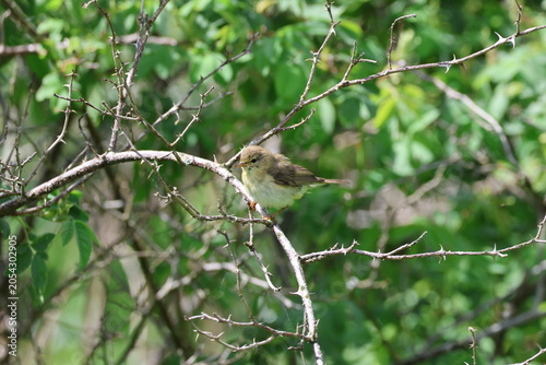 the willow warbler (Phylloscopus trochilus)