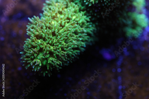 Cuadro en lienzo Vibrant Bali Green Slimer Acropora Macro Underwater in Saltwater Aquarium